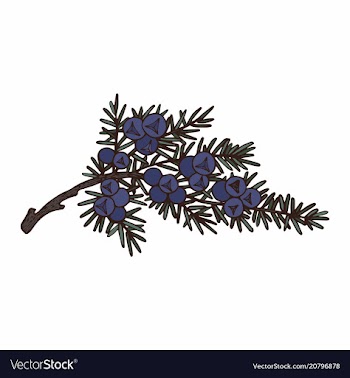  					Juniper for design vector image														