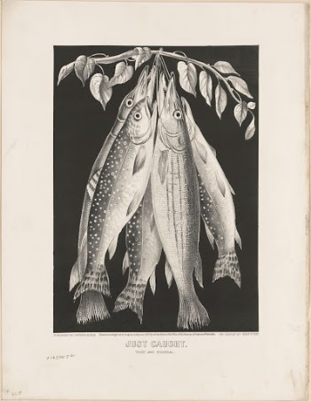 Just caught: trout and pickeral | Free Photo - rawpixel