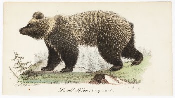 Juvenile bear, male, illustration for tidskrift | Free Photo - rawpixel