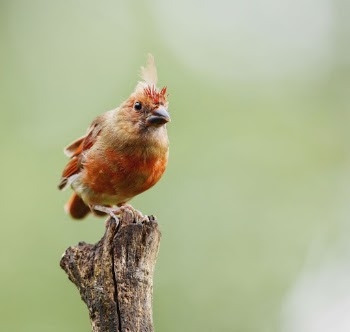 Juvenile Northern cardinal bird. Free | Free Photo - rawpixel