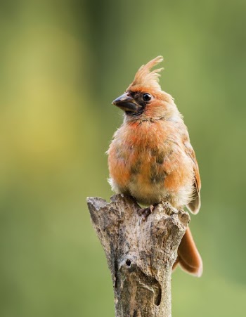 Juvenile Northern cardinal bird. Free | Free Photo - rawpixel