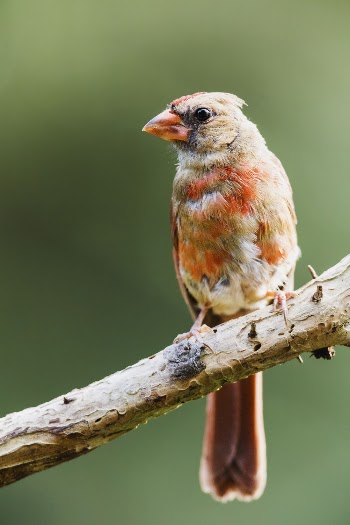 Juvenile northern cardinal bird. Free | Free Photo - rawpixel