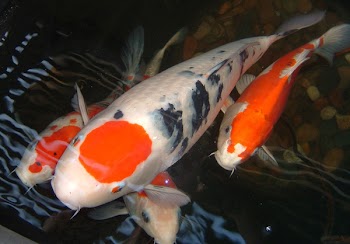 K__s_fish.jpg