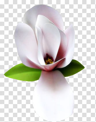 K WATCHERS Gift , pink and green magnolia flower centerpiece illustration transparent background PNG clipart