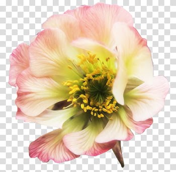 K WATCHERS Gift , pink and white flower illustration transparent background PNG clipart
