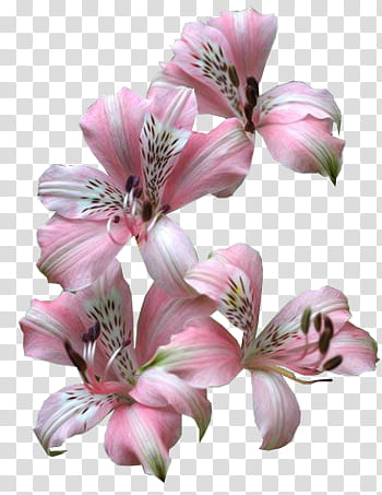 K WATCHERS Gift , pink flowers transparent background PNG clipart