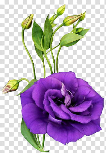 K WATCHERS Gift , punk Lisianthus in bloom transparent background PNG clipart