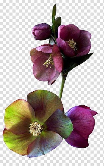 K WATCHERS Gift , purple and green flowers transparent background PNG clipart
