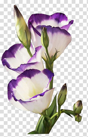 K WATCHERS Gift , purple-and-white petaled flowers in bloom transparent background PNG clipart