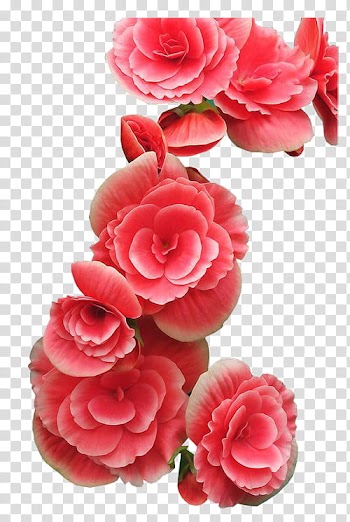 K WATCHERS Gift , red petaled flowers illustration transparent background PNG clipart
