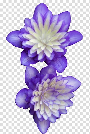 K WATCHERS Gift , two purple-and-white petaled flowers illustration transparent background PNG clipart