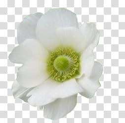 K WATCHERS Gift , white and green petaled flower in bloom transparent background PNG clipart
