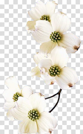 K WATCHERS Gift , white flowers transparent background PNG clipart