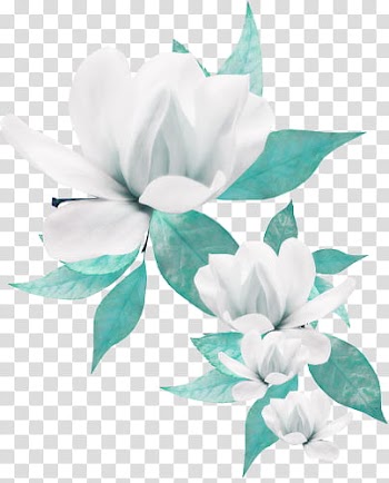 K WATCHERS Gift , white magnolias in bloom transparent background PNG clipart