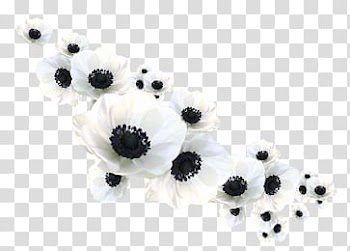 K WATCHERS Gift , white petaled flowers transparent background PNG clipart