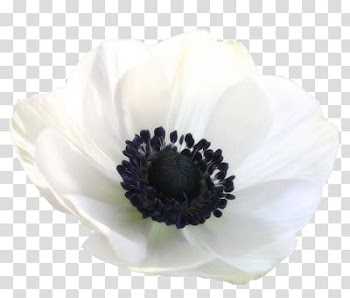 K WATCHERS Gift , white poppy flower art transparent background PNG clipart