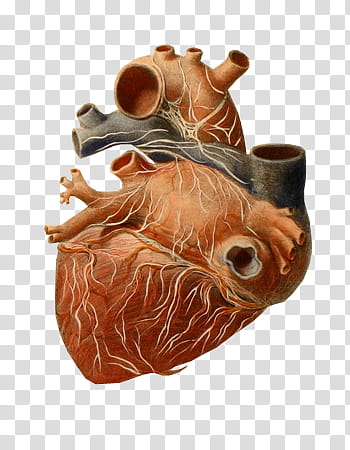 K Watchers, heart illustration transparent background PNG clipart