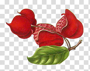 K Watchers, red fruit art transparent background PNG clipart