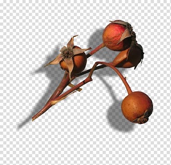 K2 Anthony McPartlin, Golden Autumn transparent background PNG clipart