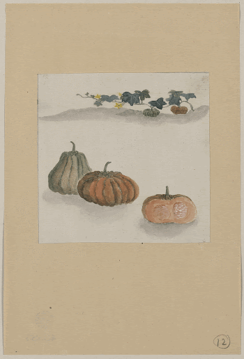 [Kabocha squash with plant growing | Free Photo - rawpixel