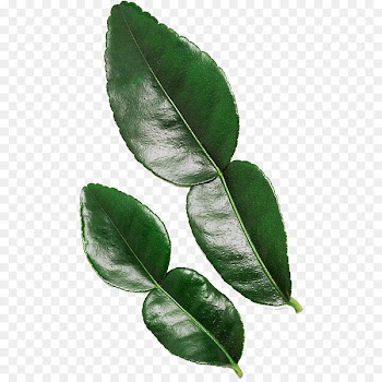 Kaffir lime Leaf Tropical Asia - Leaf 