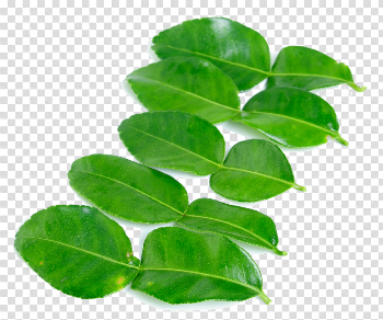 Kaffir Lime Leaves PNG High-Quality Image