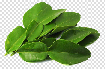 Kaffir Lime Leaves PNG Pic