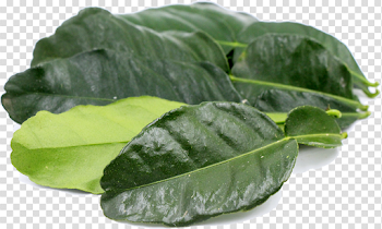 Kaffir Lime Leaves PNG Transparent Image
