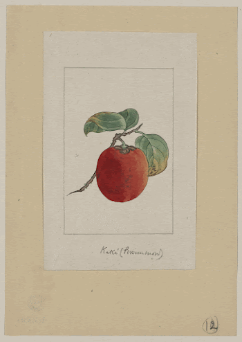 Kaki (persimmon). Original from the Library | Free Photo - rawpixel