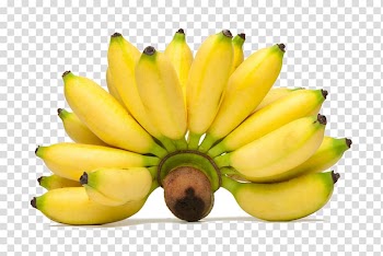 Kamphaeng Phet Province Lady Finger banana Pisang Awak Musa balbisiana, fruit and vegetable industry card transparent background PNG clipart