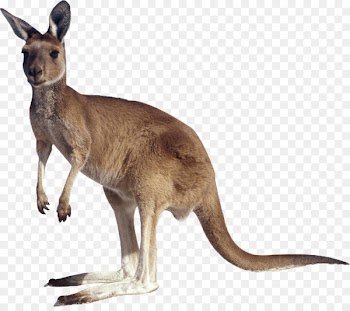 Kangaroo Clip art - A kangaroo 
