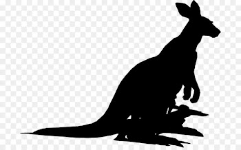 Kangaroo, Dog, Mammal, Macropodidae PNG
