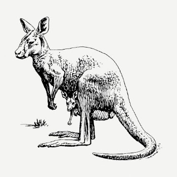 Kangaroo drawing clipart, animal illustration | Free PSD - rawpixel