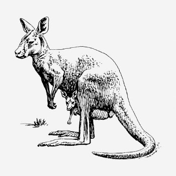 Kangaroo hand drawn illustration. Free | Free Photo - rawpixel