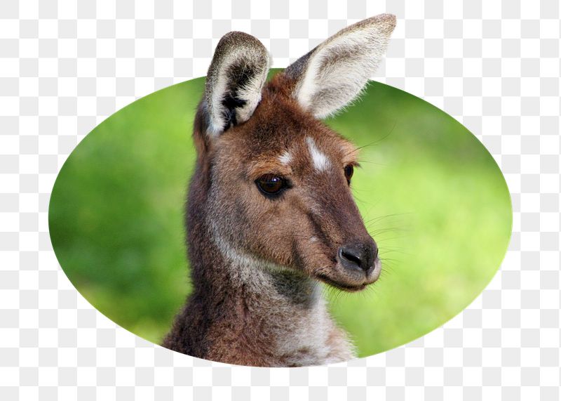Kangaroo head png sticker, safari | Free PNG - rawpixel