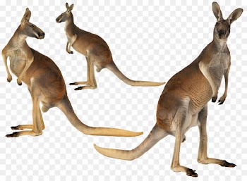 Kangaroo Island Australian-English, English-Australian Red kangaroo - Australian Kangaroo 