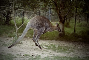          Kangaroo Jumping Free Photo     