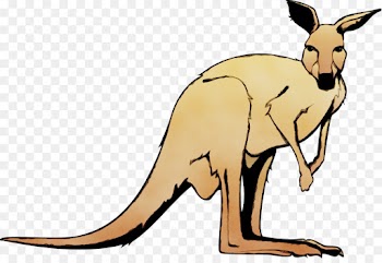 kangaroo macropodidae kangaroo red kangaroo wallaby