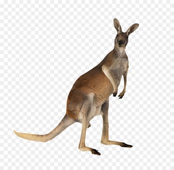 Kangaroo meat Australian-English, English-Australian - Australian Kangaroo 