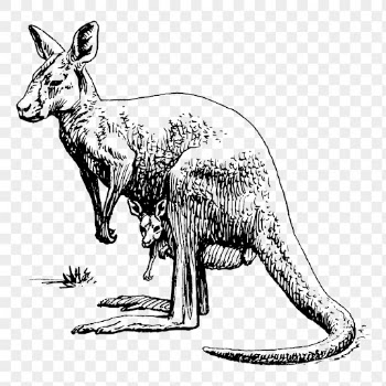 Kangaroo png clipart, animal hand | Free PNG - rawpixel