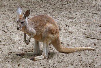 kangaroo3.jpg