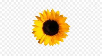 Kansas Common sunflower Napkin Paper - Bright yellow sunflowers 