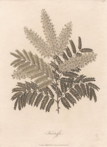 Kantutta 1789 by James Heath | Free Photo - rawpixel