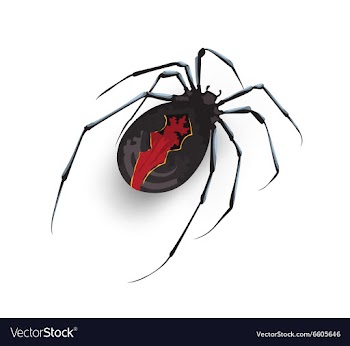 Katipo spider on a white vector image