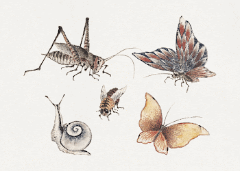 Katsushika Hokusai's insects, from Album | Free Photo Illustration - rawpixel