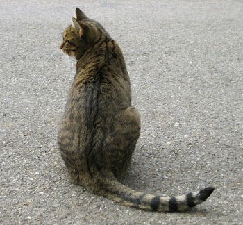 katze.jpg