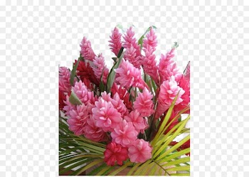 Kauai Flower Floristry Garden Plant - Hawaii ginger flowers 