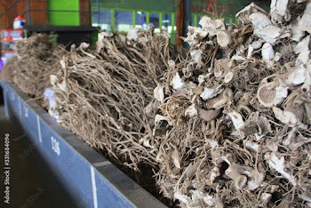 Kava is the unofficial national drink of Fiji and is enjoyed religiously and with great ceremon. It is an herbal remedy that people use to relieve anxiety and promote sleep