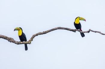 Keel-billed Toucan
