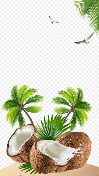 Kefir Coconut water Coconut milk - Fresh coconut 